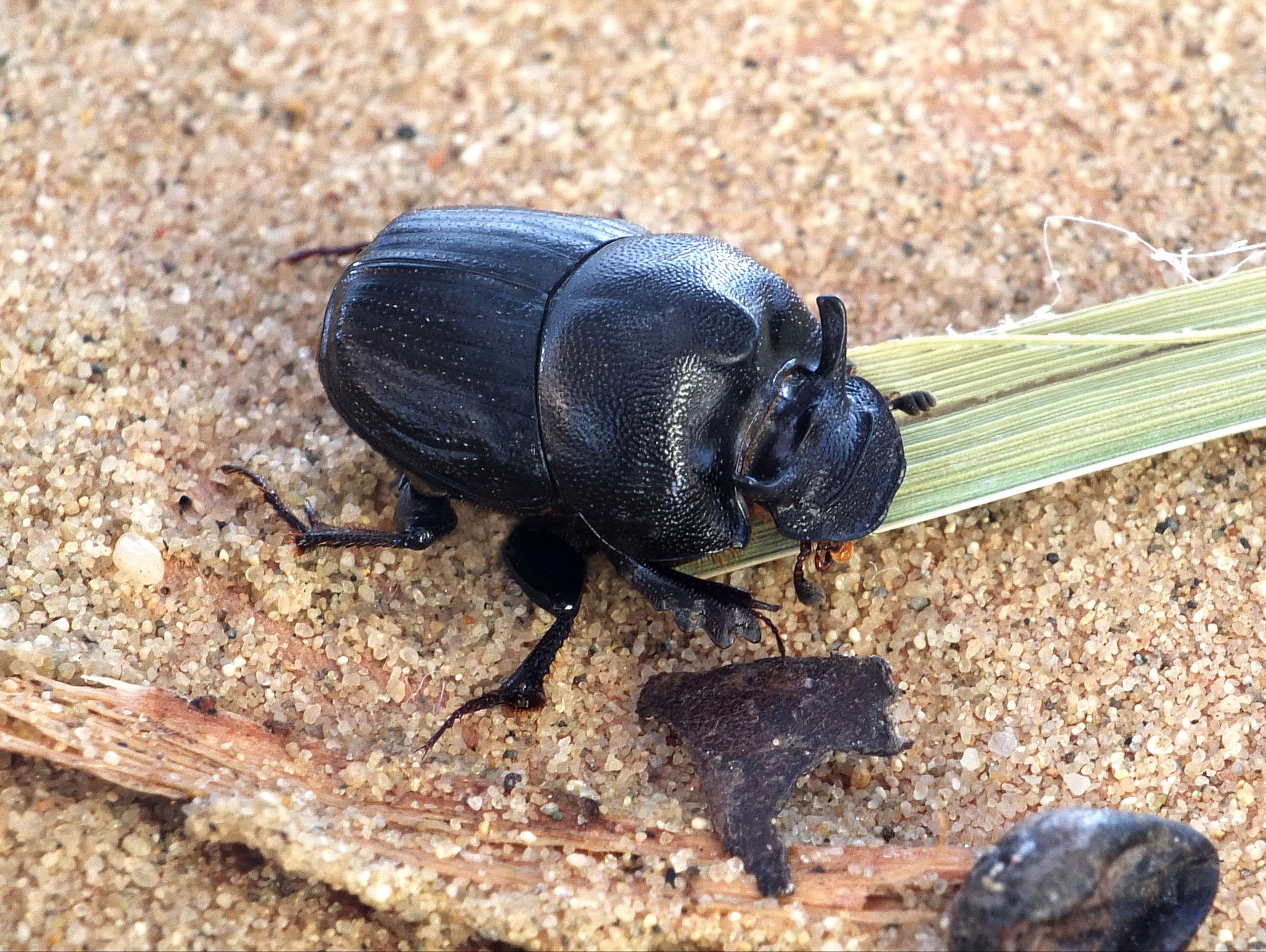Földikutya trágyatúró, Fotó: Dr. Tallósi Béla
